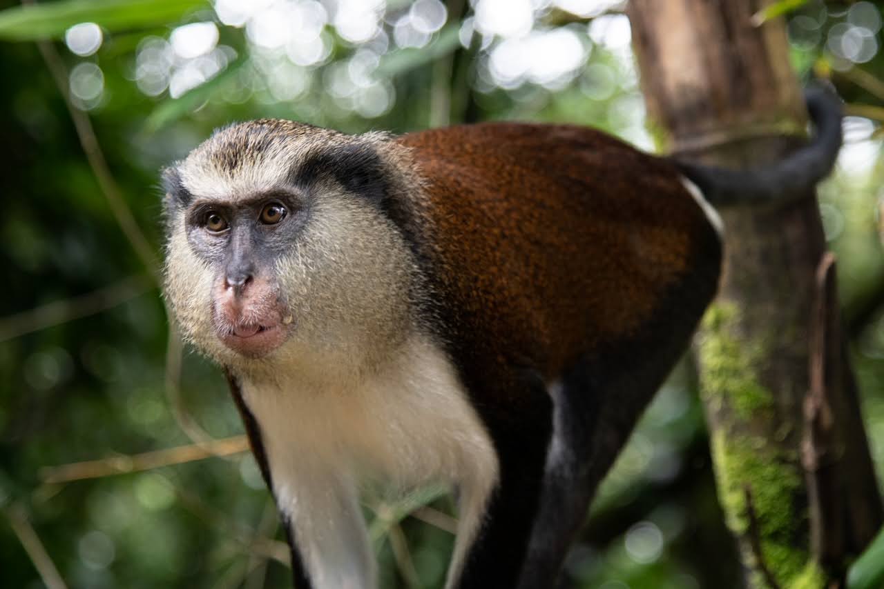Mona_monkey_-_Grand_Etang_Lake_-_Grenada_-_1