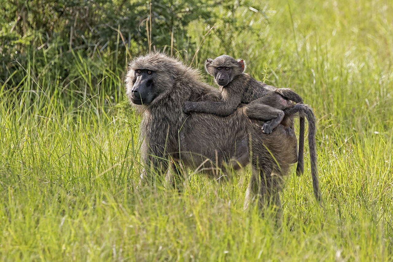 Olive_baboon_Papio_anubis_with_juvenile