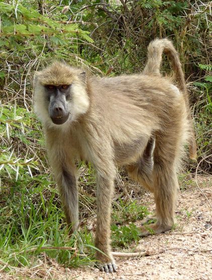 Non Governmental Organizations